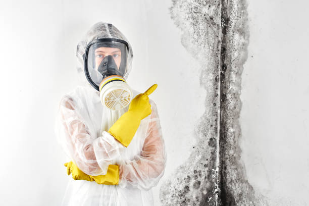 Best Water Damage & Mold Remediation  in Wells Branch, TX