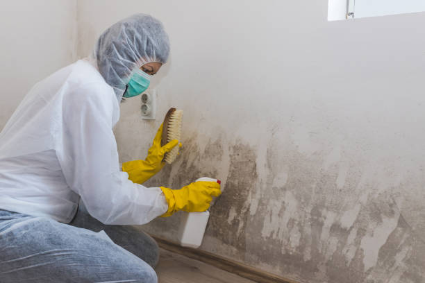 Best Mold Damage Restoration  in Wells Branch, TX